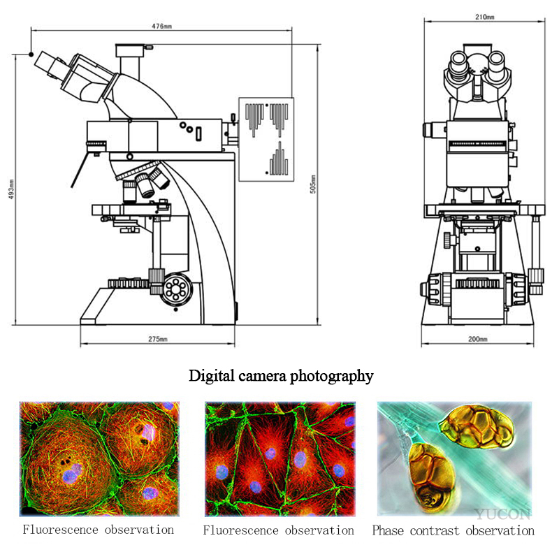 YCL3001 fluorescent microscope