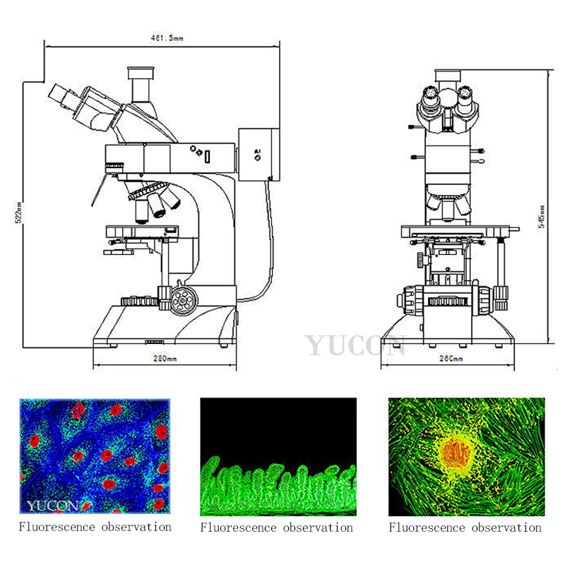 YCL3201(LED) fluorescent microscope